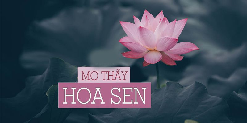 Giải Mã Giấc Mơ Thấy Hoa Sen Chính Xác Đến 99,99%